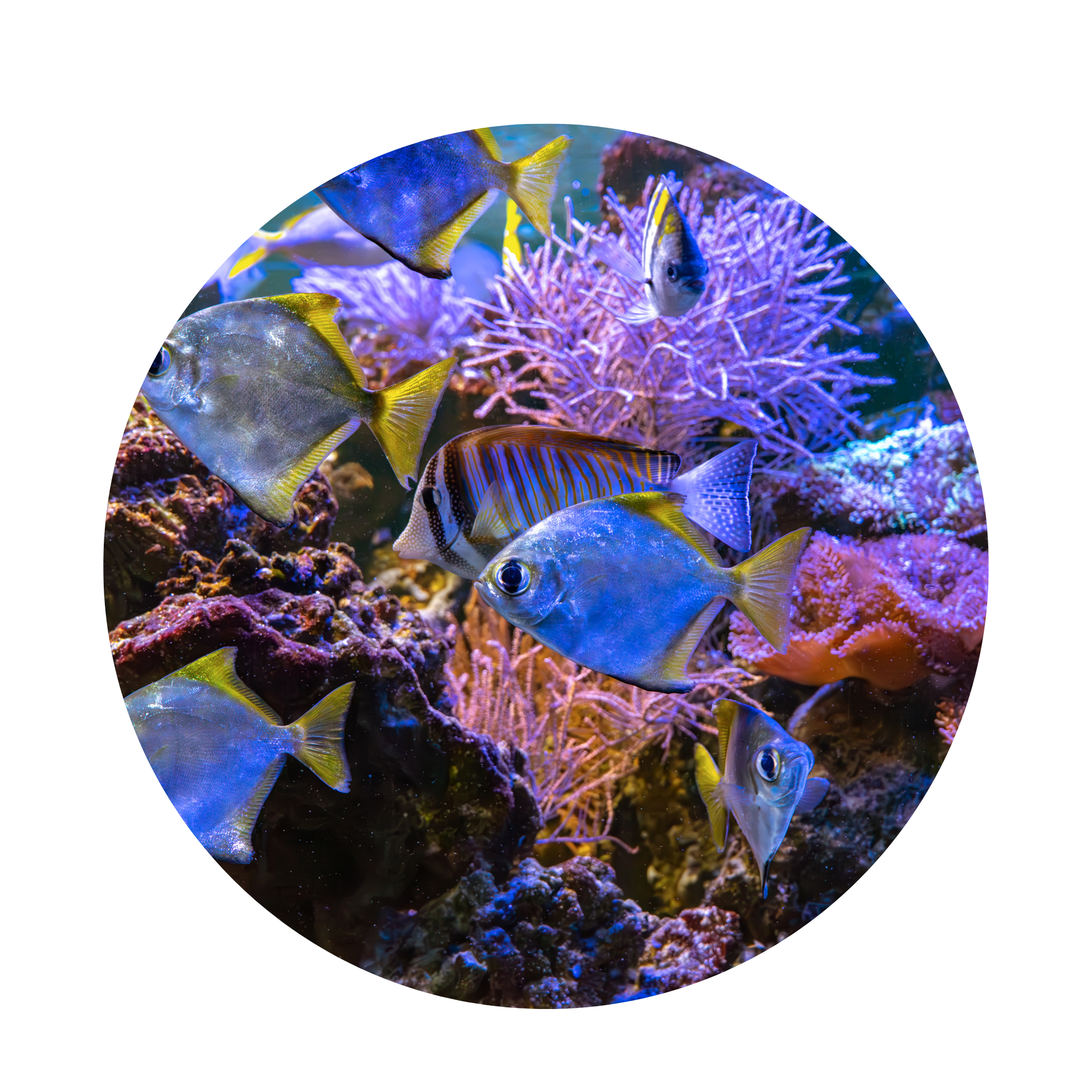 Aquatic Biodiversity Data Extraction: Substrate and Species Slates